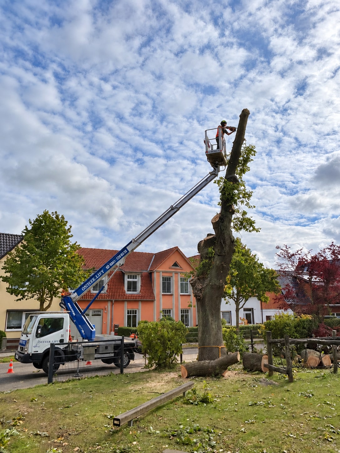 Baumpflege an einem großen Baum mit Hubarbeitsbühne