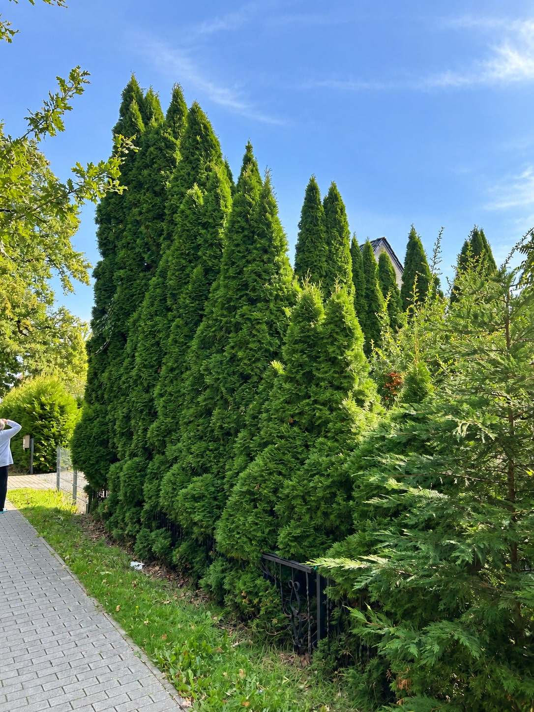 Professionell gepflegte immergrüne Hecke
